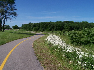 Bike Trail Daisies